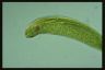 Euglena