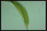 Euglena