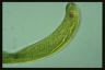 Euglena