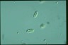 Chilomonas paramecium