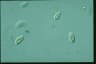 Chilomonas paramecium