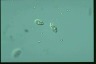 Chilomonas paramecium