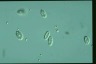 Chilomonas paramecium