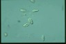 Chilomonas paramecium