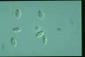 Chilomonas paramecium