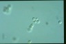 Chilomonas paramecium