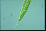 Euglena oxyuris