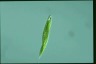 Euglena tripteris