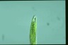 Euglena tripteris