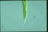 Euglena tripteris