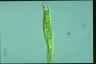 Euglena tripteris