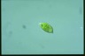 Euglena