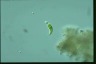 Euglena