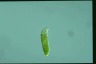 Euglena