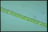 Spirogyra