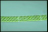 Spirogyra