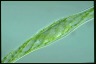 Spirogyra