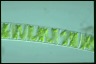 Spirogyra