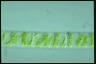 Spirogyra