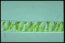 Spirogyra