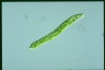 Euglena deses