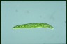 Euglena deses