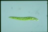 Euglena deses