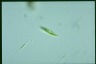 Euglena tripteris