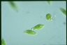 Euglena stellata