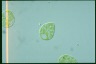 Euglena viridis