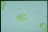 Euglena viridis