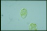 Euglena viridis