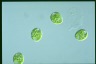 Euglena