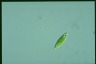 Euglena viridis