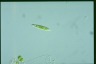 Euglena gracilis