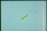 Euglena gracilis