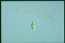 Euglena gracilis