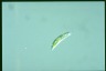 Euglena gracilis