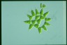 Pediastrum simplex