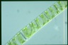 Spirogyra Rhyzophydium