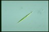 Euglena acus