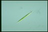 Euglena acus