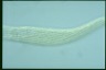 Spirostomum