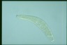 Spirostomum