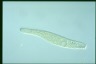 Spirostomum