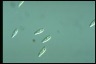 Chilomonas paramecium