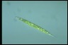 Euglena acus