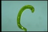 Euglena gigas