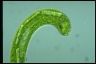 Euglena gigas