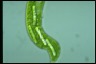 Euglena gigas